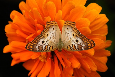 White peacock