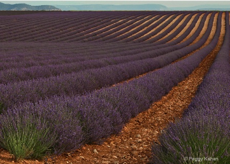 Provence Lavender Field