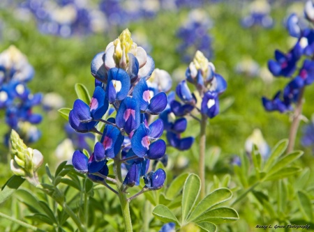 Texas Blue Spring