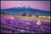 Shasta Lavender