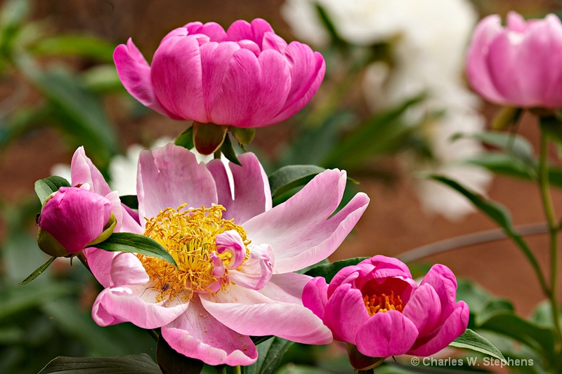 Peony Party