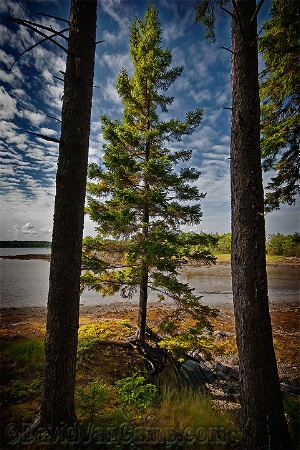 Acadian Pine