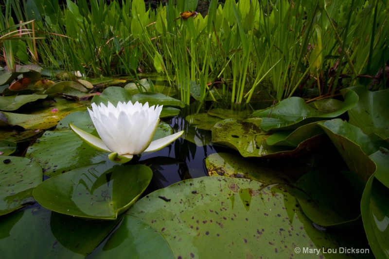 Waterlily Environment