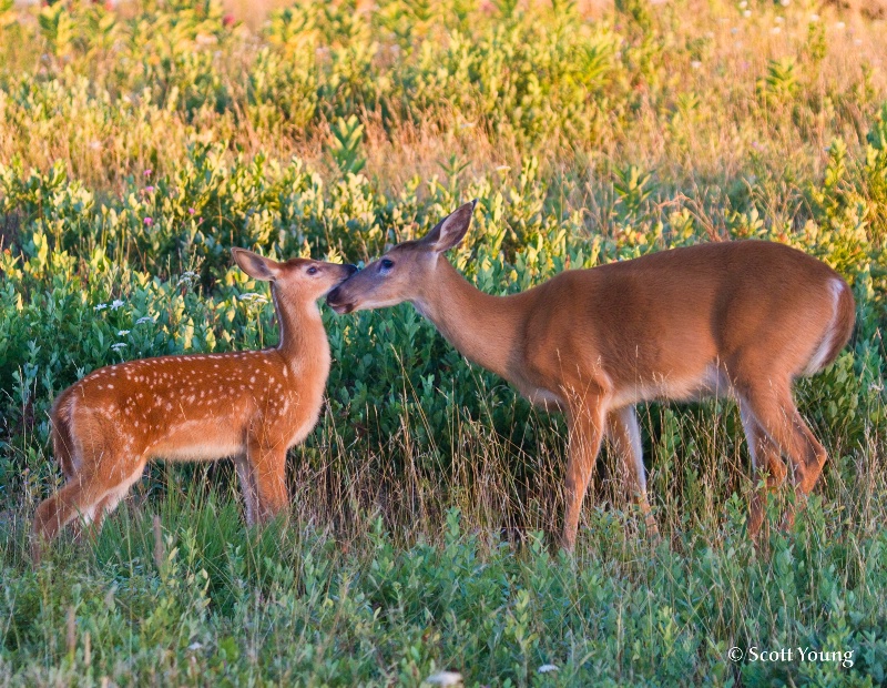 Mother and Fawn; Big Meadows; Shenandoah NP - ID: 10445001 © Richard S. Young