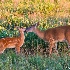 © Richard S. Young PhotoID # 10445001: Mother and Fawn; Big Meadows; Shenandoah NP