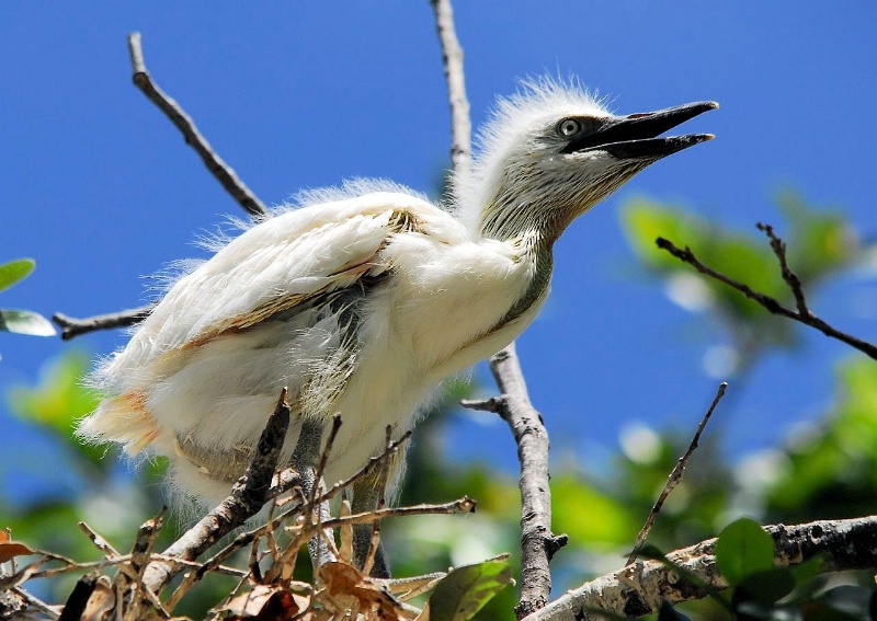 Cattle Egret