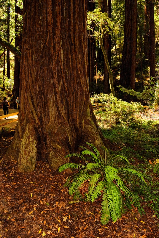 Muir Redwoods - ID: 10447572 © Clyde Smith