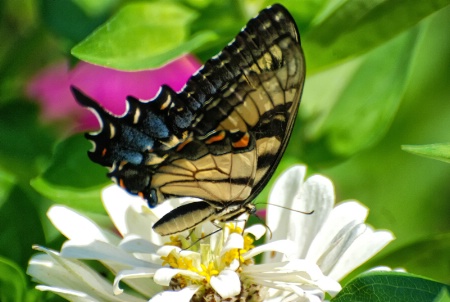 Butterfly Luncheon