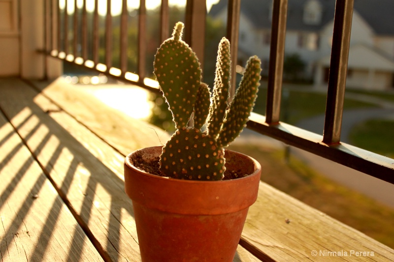 Cactus (late evening)