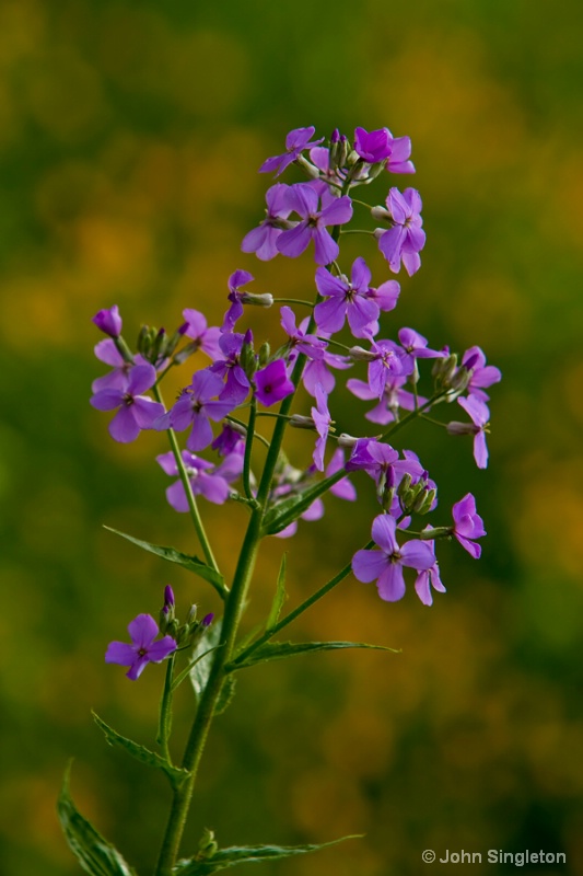 Spring - Wild Blue Phlox - ID: 10449415 © John Singleton