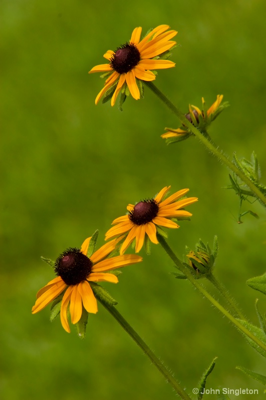 Spring  -  Susan, Susie and Sue - ID: 10449418 © John Singleton