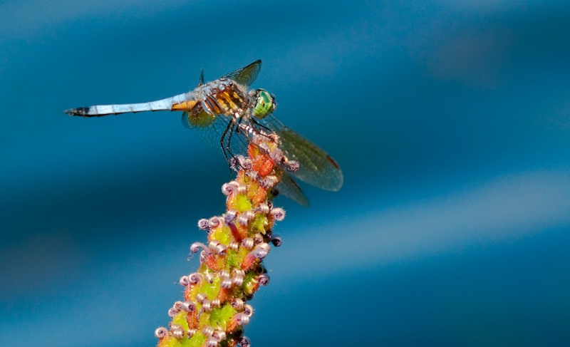 Blue Darter Dragonfly - ID: 10449423 © Bob Miller