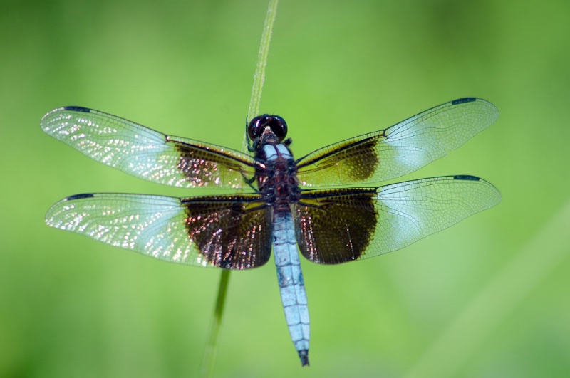 Skimmer Dragonfly - ID: 10449424 © Bob Miller