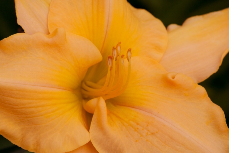 Daylily #1