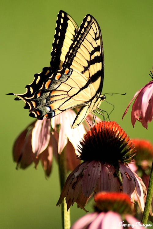 Eastern Tiger Swallowtail