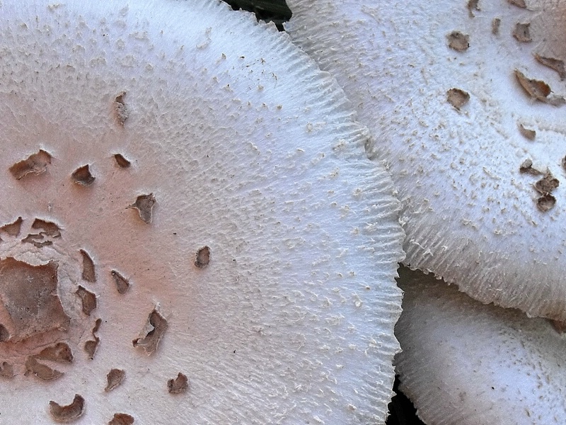 Textured Toad Stools