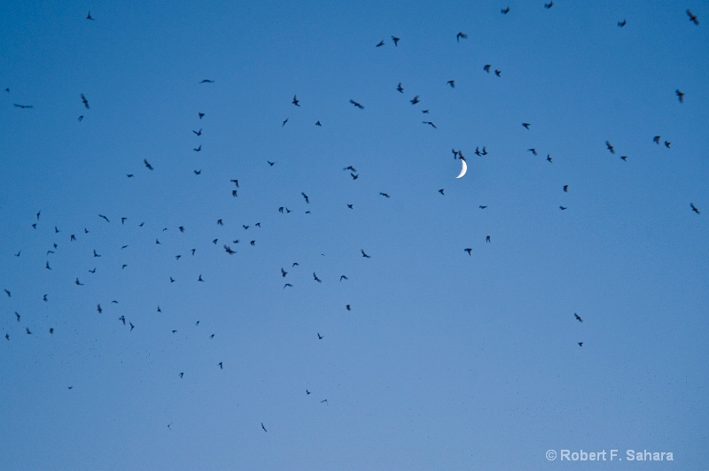 Bats and the Moon - ID: 10456423 © Robert F. Sahara
