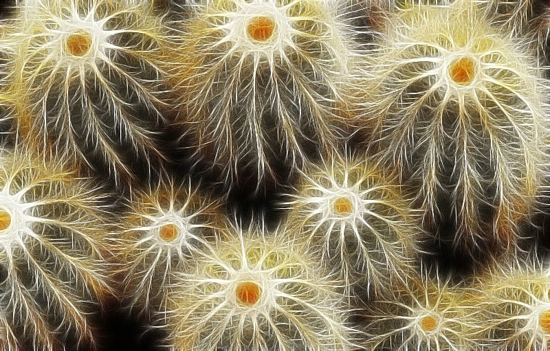 Fractus Cactus - ID: 10459259 © Kathy Salerni