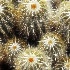 2Fractus Cactus - ID: 10459259 © kathy salerni