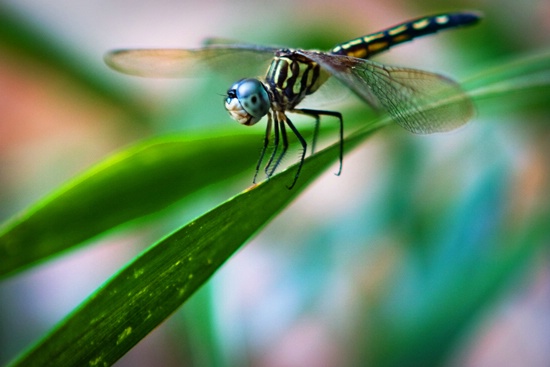 Dragonfly