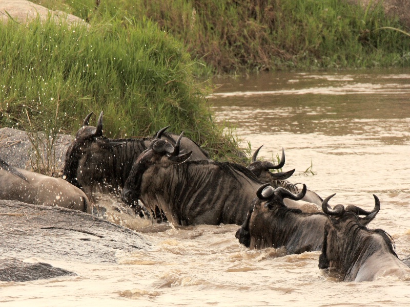 Wildebeast Crossing the Mara River 