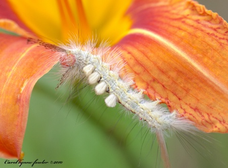 White Tussock Moth Caterpillar II