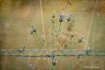 trapped beauty