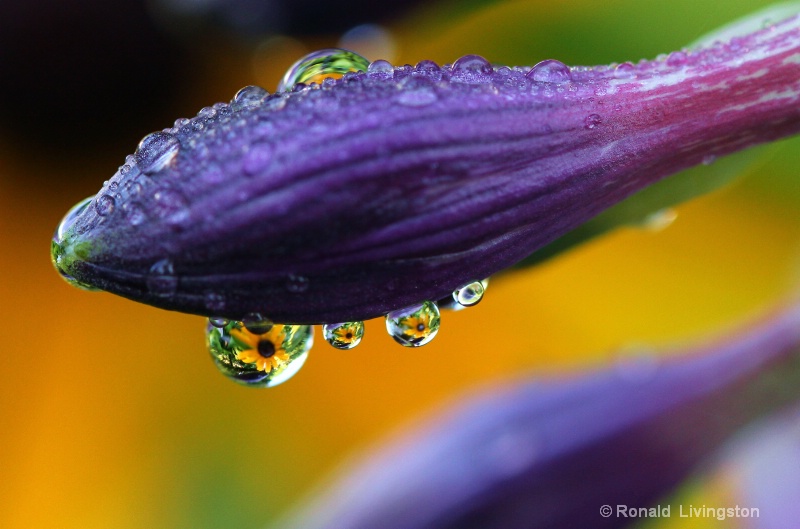Pretty Flower Drops - ID: 10460533 © Ron Livingston