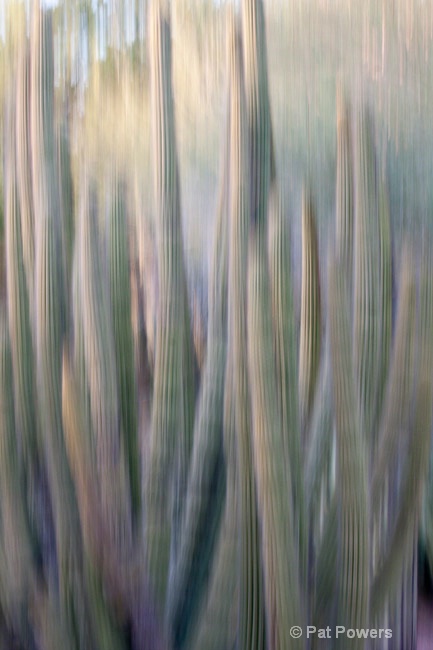 Desert Cactus - ID: 10460746 © Pat Powers