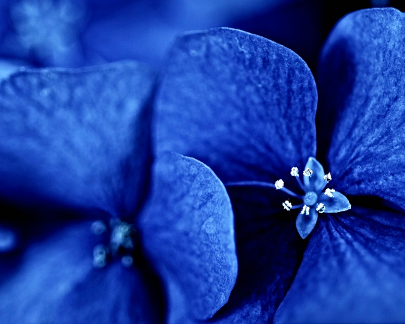 Bleached Blue Hydrangeas - ID: 10460967 © Susan M. Reynolds