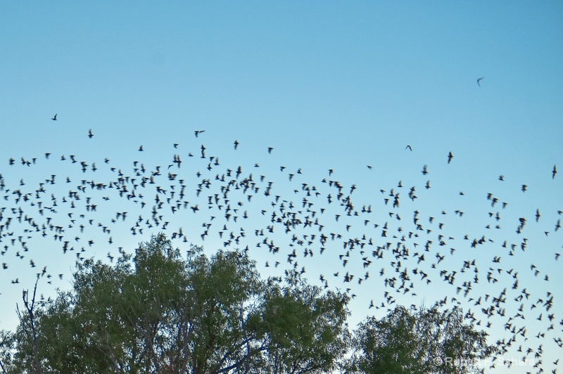 Mexican Free-tailed Bats - ID: 10461008 © Robert F. Sahara