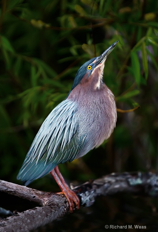 Green Heron