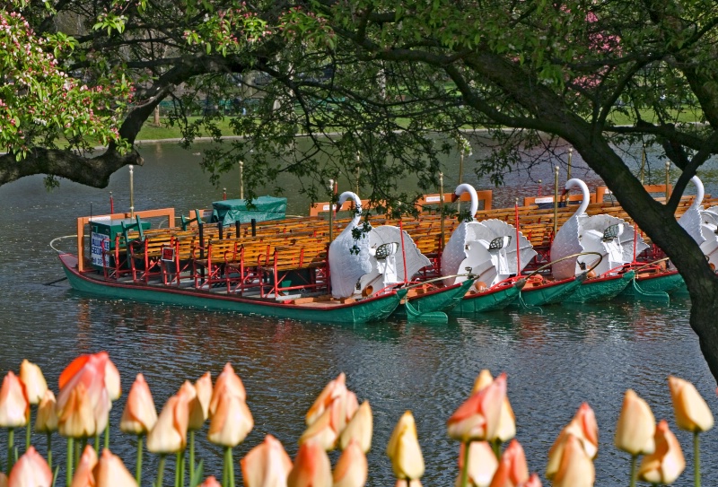 Swan Boats