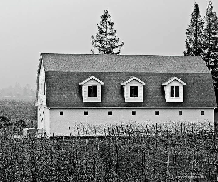 WINTER IN THE VINEYARDS