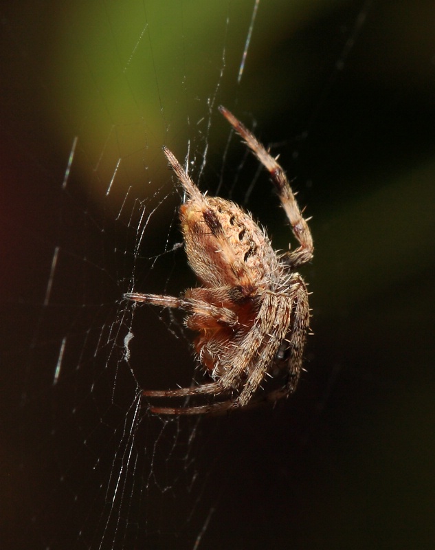 Garden Spider Profile