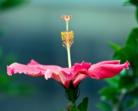 Hibiscus