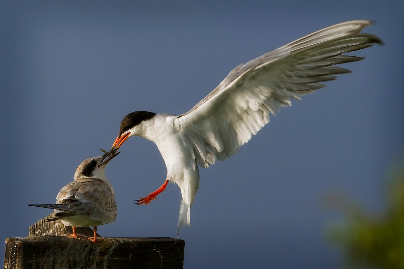 Feeding a Young Tern