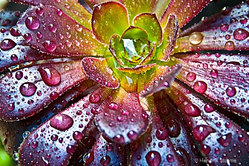 Succulent with drops