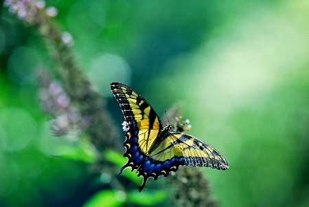 Butterfly  2010-1