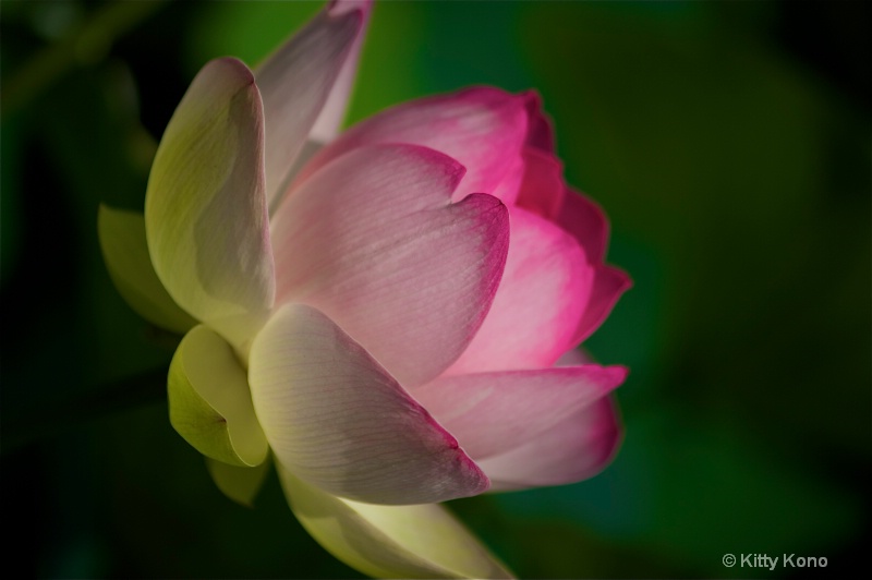 Lotus at Chanticleer - ID: 10467346 © Kitty R. Kono