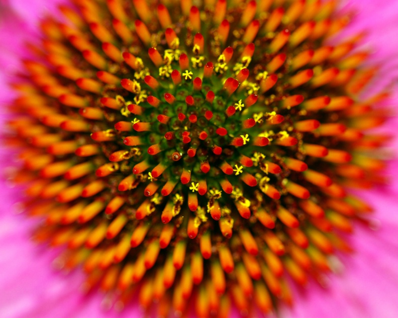 Eye of the Echinacea