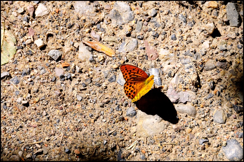 Still life with butterfly