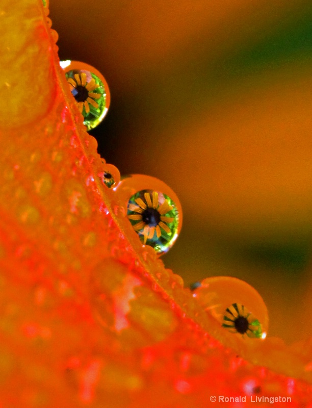 Daylily Droplets - ID: 10467625 © Ron Livingston