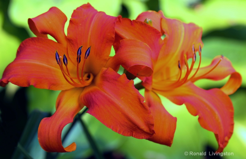 Delicious Daylily