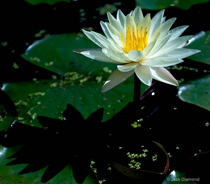 Water Lily - Cross Processed