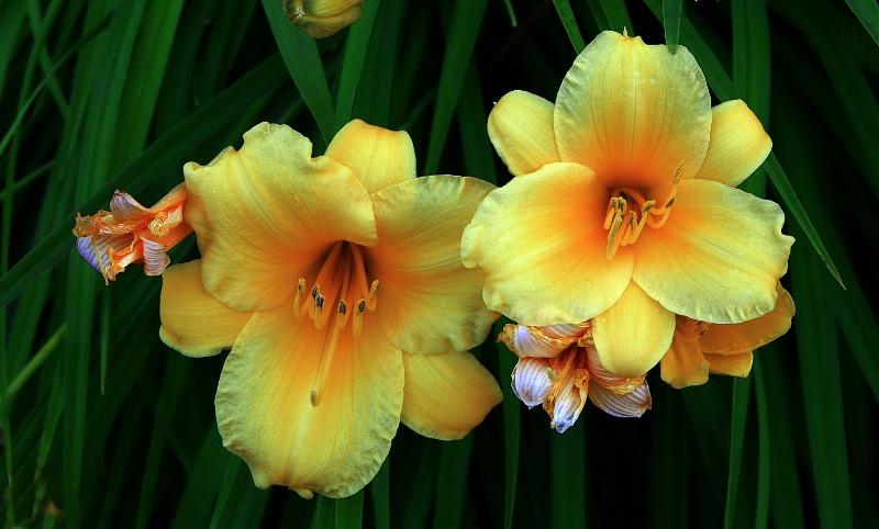 Two Day Lillies