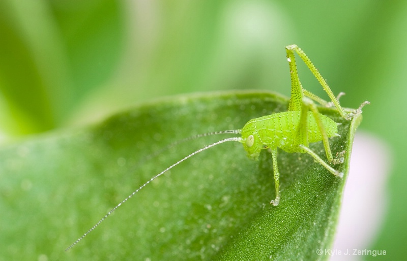 Grasshopper Nymph - ID: 10469252 © Kyle Zeringue