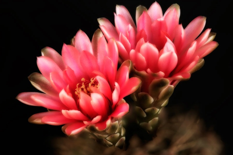 Cactus Flower Doublet