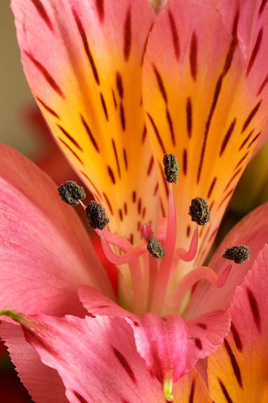 Yellow and Pink Lily