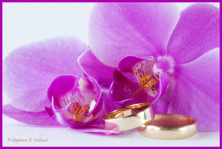 Orchids and Wedding Rings